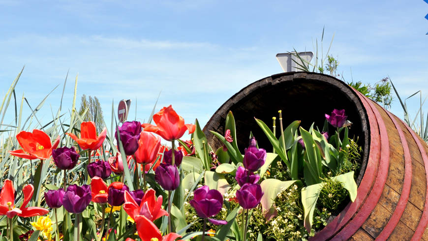 Un tonneau en bois est rempli de tulipes sur fond de ciel bleu.