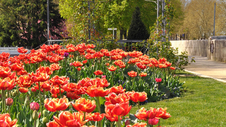 Sur les bords de Loire, un parterre de tulipes rouges, et une pergola en métal. Le ciel est bleu.