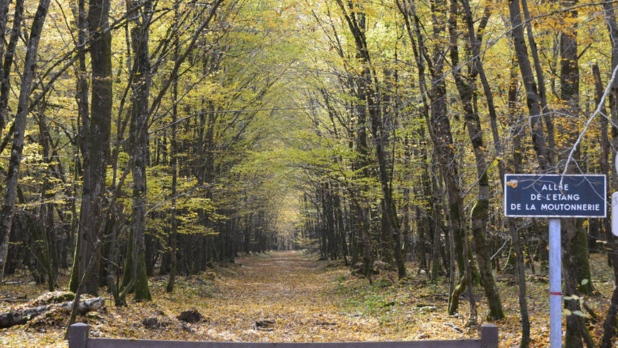 Allée de la Moutonnerie sous un feuillage d'automne. 