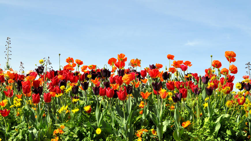 Parterre de tulipes sur fond de ciel bleu.