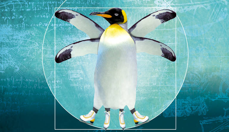 Visuel patinoire Visuel patinoire