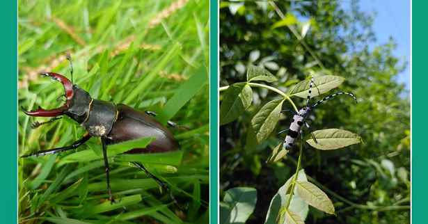 Boise Insects En quête d'insectes : observation participative | Ville d'Amboise ...