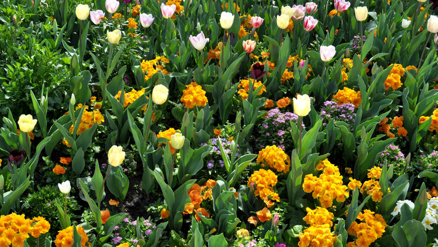 Un parterre de fleurs multicolore.