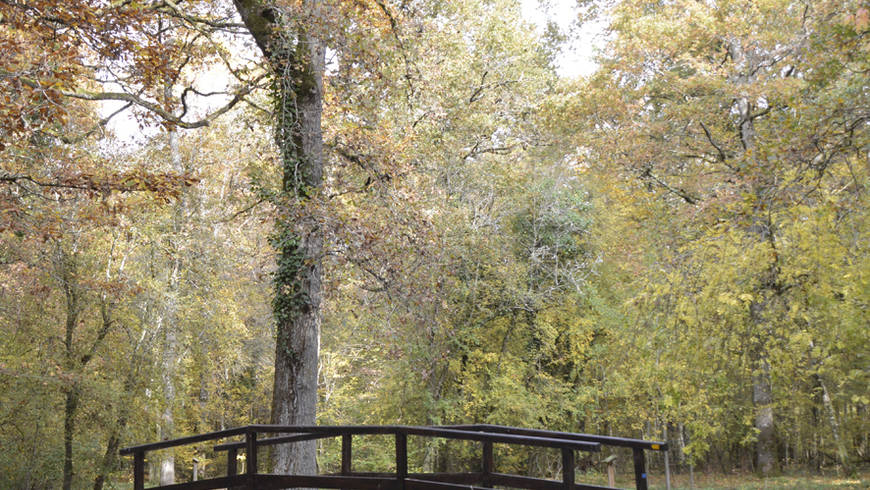 Au milieu de la forêt un petit pont en bois enjambe un fossé.