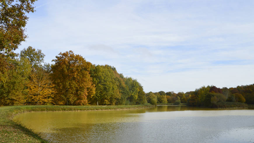 L'étang du bois de la Moutonnerie est pris sous un éclairage automnale.