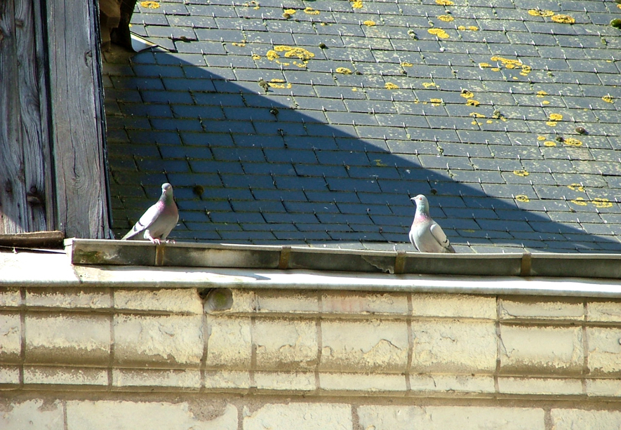 Deux pigeons sont posés sur un toit.