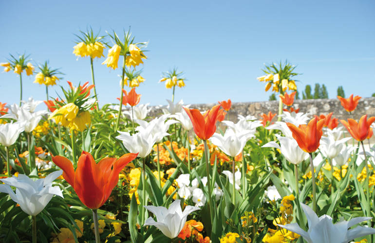 Vue sur des fleurs et tulipes multicolores avec ciel bleu.
