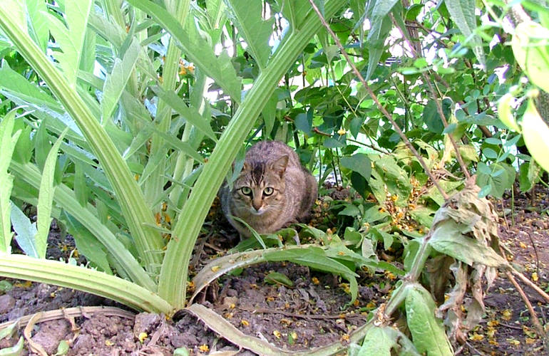 Chat errant caché derrière des poutres en béton.