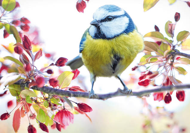Oiseau Oiseau