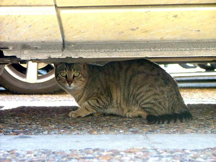 Un chat errant se cache sous une voiture jaune.