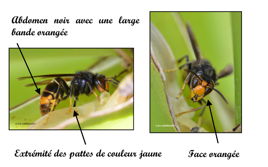 Deux photos et description du frelon asiatique à pattes jaunes.