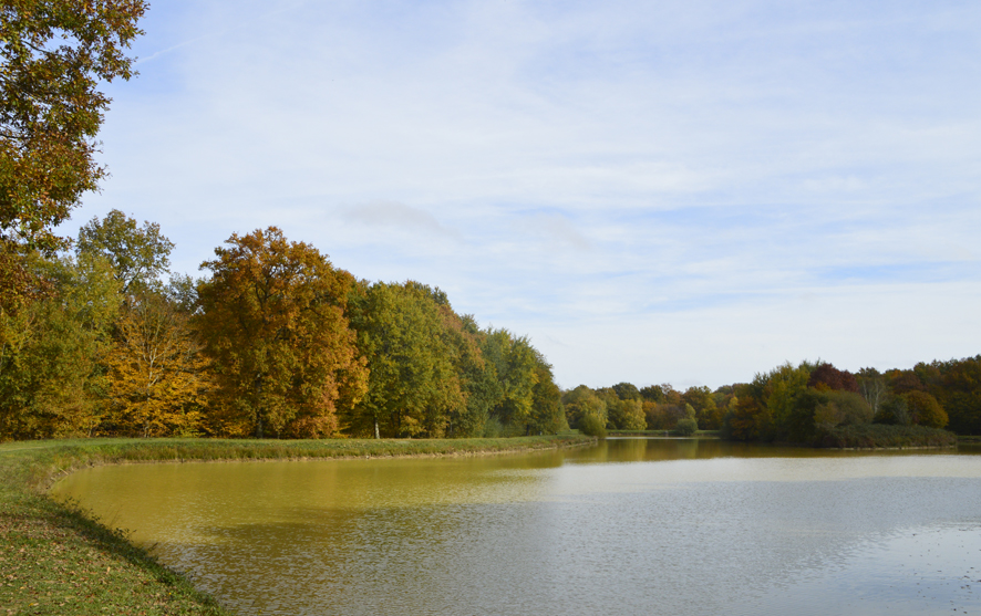 L'étang du bois de la Moutonnerie est pris sous un éclairage automnale.